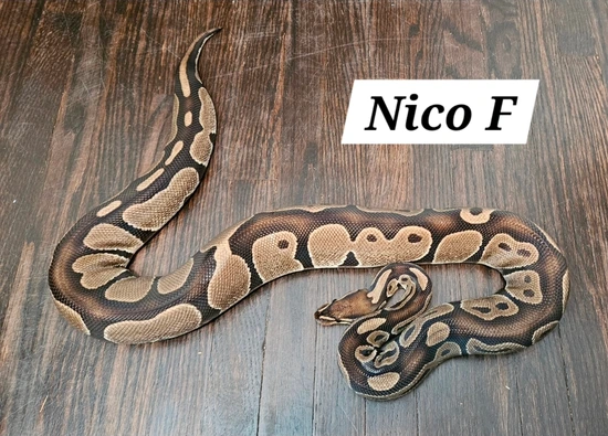 Nico Ball Python by DNJ Pythons