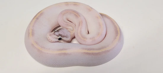 Blackhead Ivory Ball Python BlackHead Ivory Ball Python by DnKreptiles
