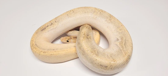 OD Enchi Champagne 100% Het Hypo Ball Python by DnKreptiles