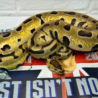 Enchi Pastel Puzzle Female Ball Python - female for sale from Just Isn’t Normal