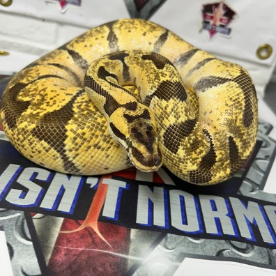 Super Enchi OD Pastel