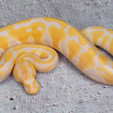 Albino 66% Hetero Clown Ball Python - female for sale from Dolezel Reptiles