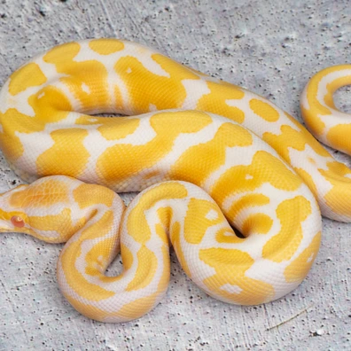 Albino Hetero Clown Ball Python - male for sale from Dolezel Reptiles