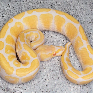 Albino Hetero Clown Ball Python - male for sale from Dolezel Reptiles