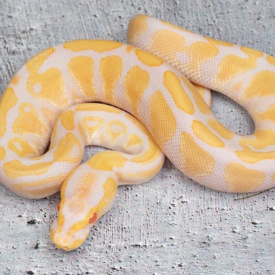 Albino Hetero Clown Ball Python - male for sale from Dolezel Reptiles