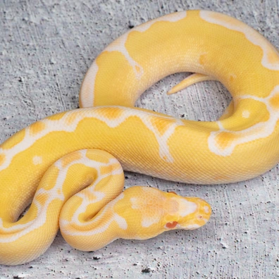 Albino Clown Ball Python - male for sale from Dolezel Reptiles