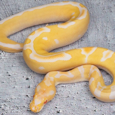 Albino Clown Ball Python - male for sale from Dolezel Reptiles
