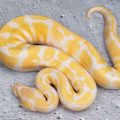 Albino Possible Yellow Belly Hetero Clown Ball Python - female for sale from Dolezel Reptiles