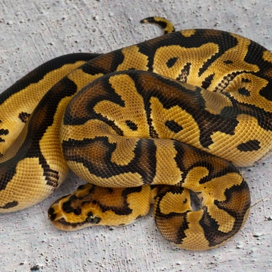Yellow Belly Clown Hetero Albino Ball Python - male for sale from Dolezel Reptiles