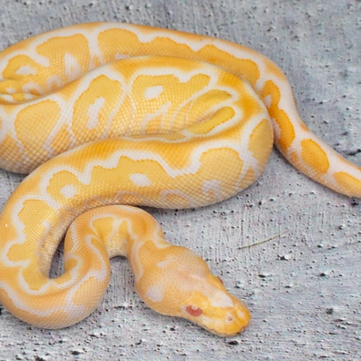 Black Pastel Yellow Belly Albino Clown Ball Python - male for sale from Dolezel Reptiles