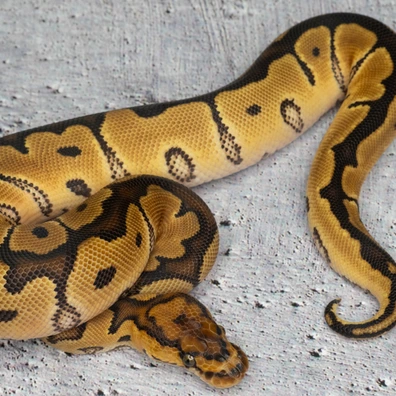 Clown 66% Hetero Albino Ball Python - female for sale from Dolezel Reptiles