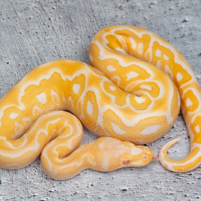 Black Pastel Yellow Belly Albino Clown Ball Python - male for sale from Dolezel Reptiles