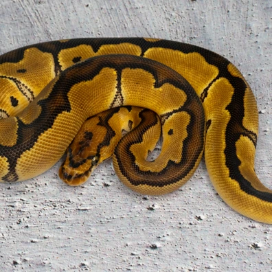 Clown 66% Hetero Albino Ball Python - female for sale from Dolezel Reptiles