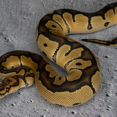 Clown Hetero Albino Ball Python - male for sale from Dolezel Reptiles
