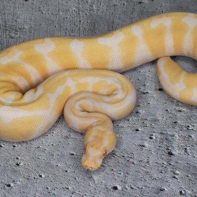 Albino Hetero Clown Ball Python - male for sale from Dolezel Reptiles