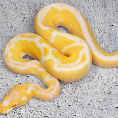 Albino Clown Ball Python - female for sale from Dolezel Reptiles