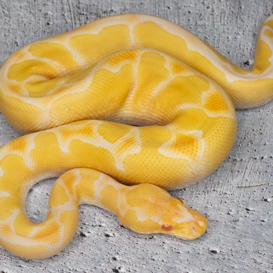 Albino Blade Clown Ball Python - male for sale from Dolezel Reptiles