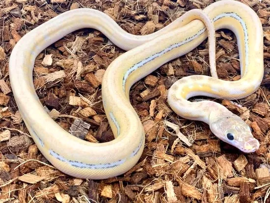 Ultra Ivory Golden Child Reticulated Python by Good Guy Reptile Family