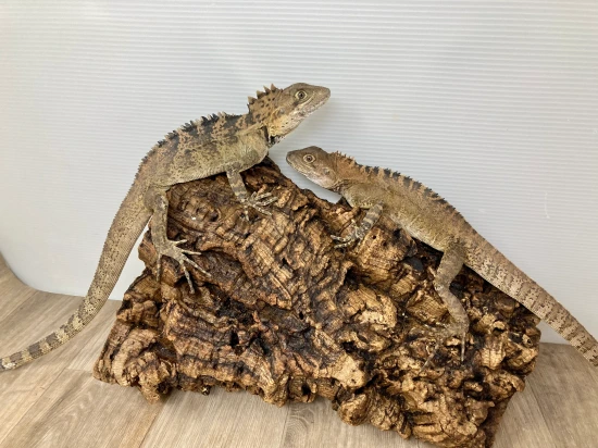 PAIR Hypsilurus Magnus More Lizard by Good Guy Reptile Family