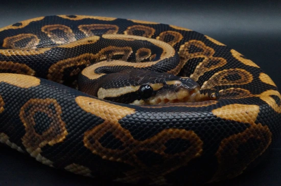 Black Pastel ODYB Vanilla Het Orange Ghost Ball Python by DNA Morphs