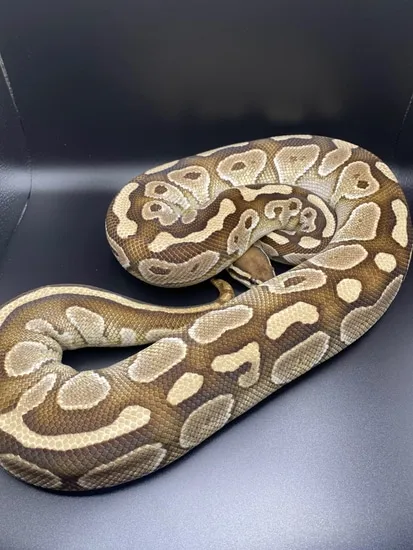 Butter Ball Python by Ball Farm