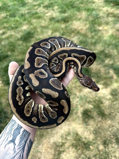 Mahogany 100% Het Clown Ball Python by Ball Farm