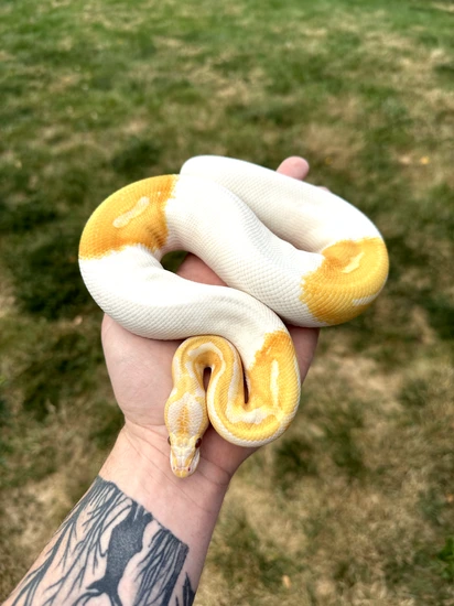 Dreamsicle Ball Python by Ball Farm