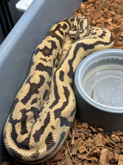High End Group (12 PROVEN ANIMALS). Ball Python by Ball Farm