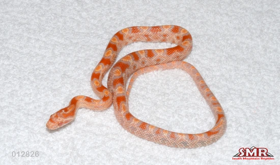 13" ♂ Buf Reverse Okeetee Corn Snake by South Mountain Reptiles