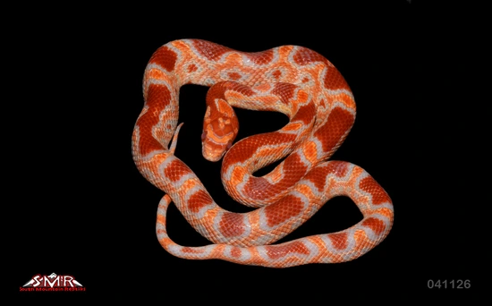 15" ♀ Extreme Reverse Okeetee Corn Snake by South Mountain Reptiles