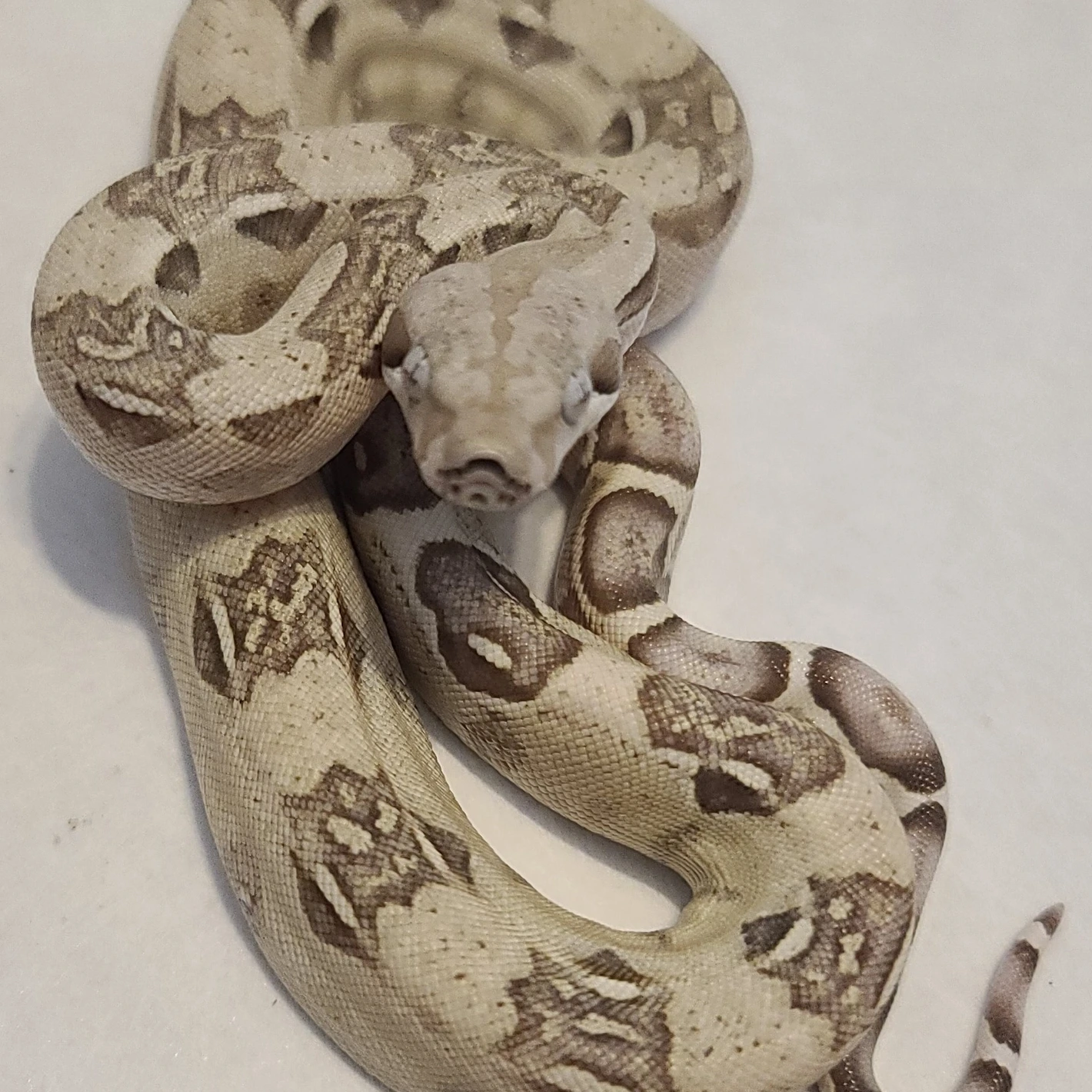 洋書　The Complete Boa Constrictor ボア 洋書 The Complete Boa Constrictor ボア 【公式通販】