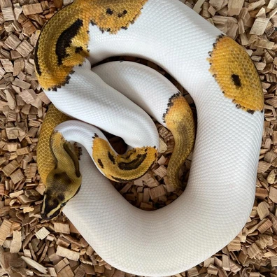 Fire Leopard Piebald Het Clown Ball Python - male for sale from PhytonBase