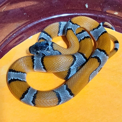 邦楽 Mardelas/Snake to Revive + morphose Snake to Metamorphose | Mardelas Official Website