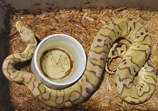 Pastel Copper Clown Male Ball Python by Shores Enuff Snakes