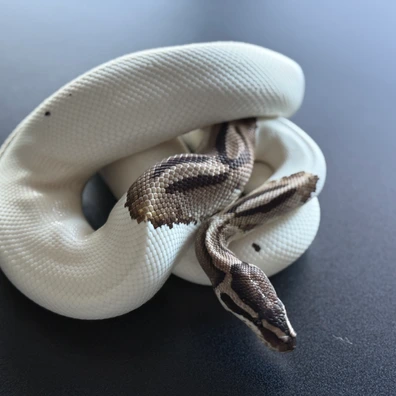 Axanthic (TSK) Piebald Ball Python - male for sale from Azgard python