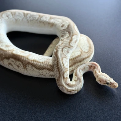 Orange Dream Redstripe Pastel Mojave Clown Ball Python - male for sale from Azgard python