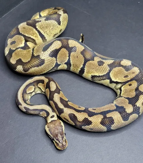 Pastel Solar Possible Het Orange Ghost Ball Python by Big D's Pythons
