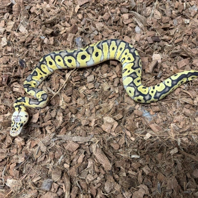 Clown Pastel 50% Het DesertGhost
