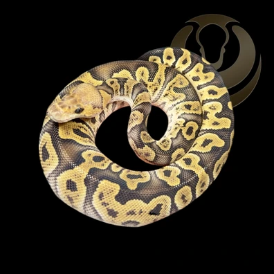 GHI Clown Het Axanthic VPI Het DG