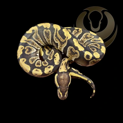 GHI Het Axanthic VPI Het Clown