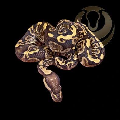 GHI Het Axanthic VPI Het Clown