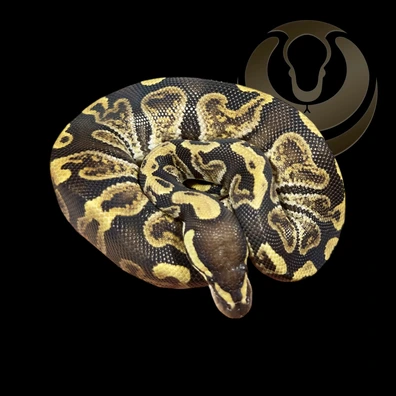 GHI Het Axanthic VPI Het Clown