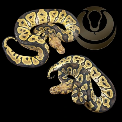 PAIR: Clown GHI Het Dg