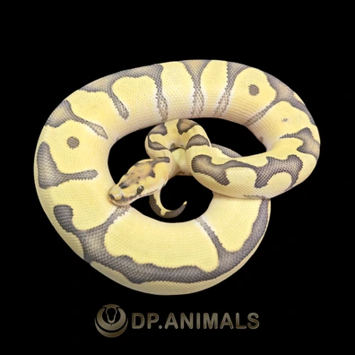 Enchi DG Clown Het Pied Ball Python - female for sale from DP Animals