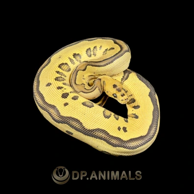 Clown Leopard Fire TH Hypo DG Pied Ball Python - female for sale from DP Animals