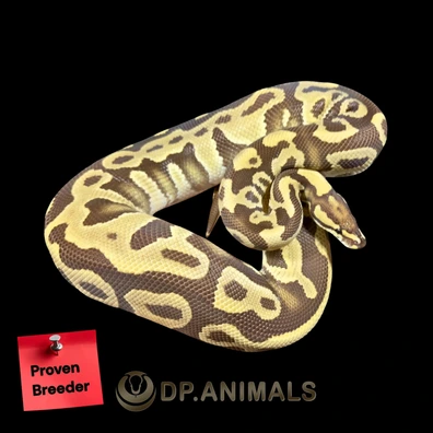 Monarch Leopard Het Clown Ball Python - male for sale from DP Animals