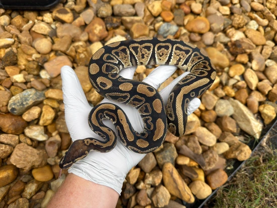 Pixel Double Het Clown Genetic Stripe Ball Python by Frameshift ...