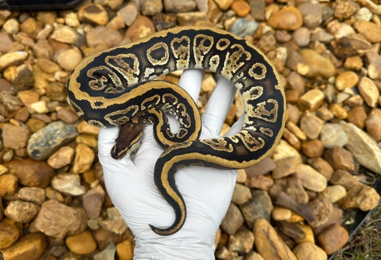 Pixel Double Het Clown Gstripe Ball Python by Frameshift Reptiles LLC
