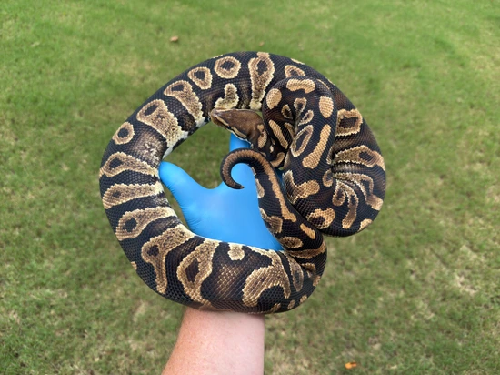 Proven Chocolate YB (Poss Smoke) Ball Python by Frameshift Reptiles LLC