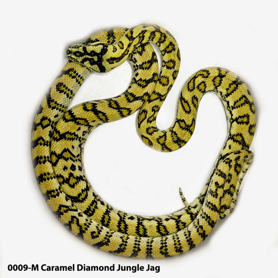 Caramel Diamond Jungle Jag (Male) Other Carpet Python by WILD ART ...